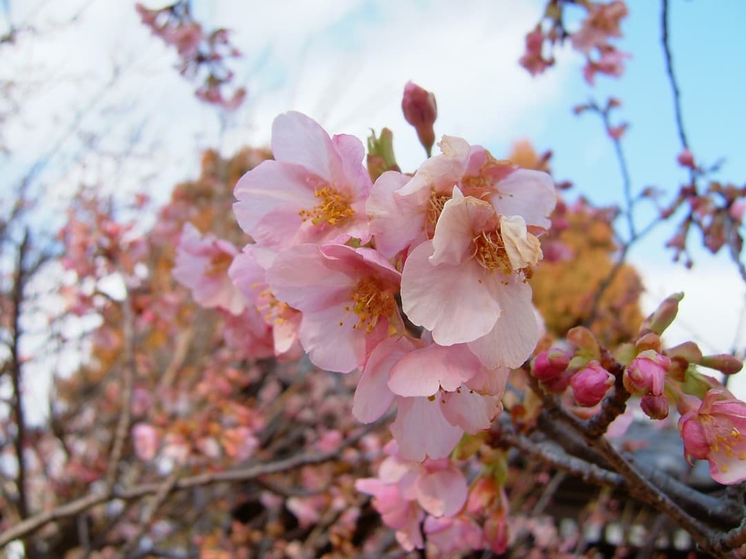 実写美⭕️やや訳あり【動作確認済み】Fujifilm FinePix F710