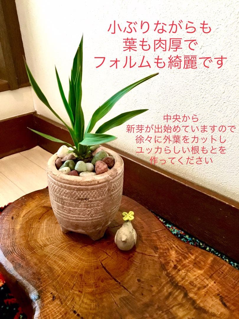 幸運木【森で完全野生化 ユッカ グロリオサ/アツバキミガヨラン】インド鉢植え＊小