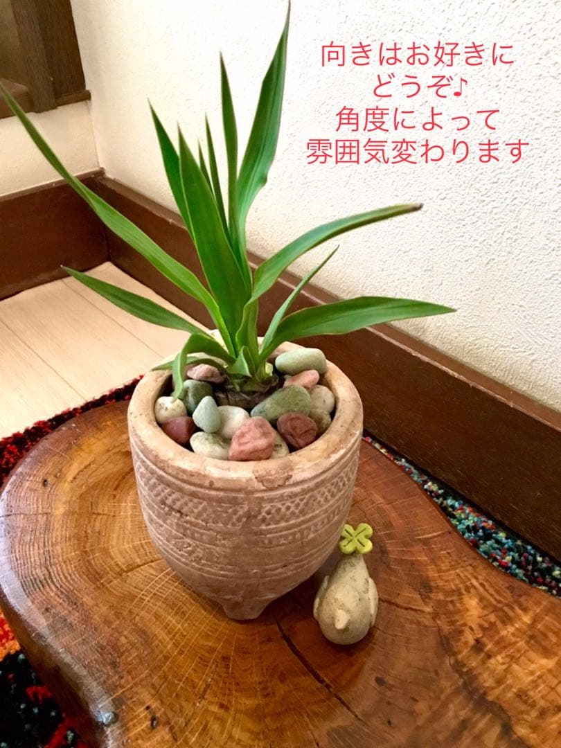幸運木【森で完全野生化 ユッカ グロリオサ/アツバキミガヨラン】インド鉢植え＊小