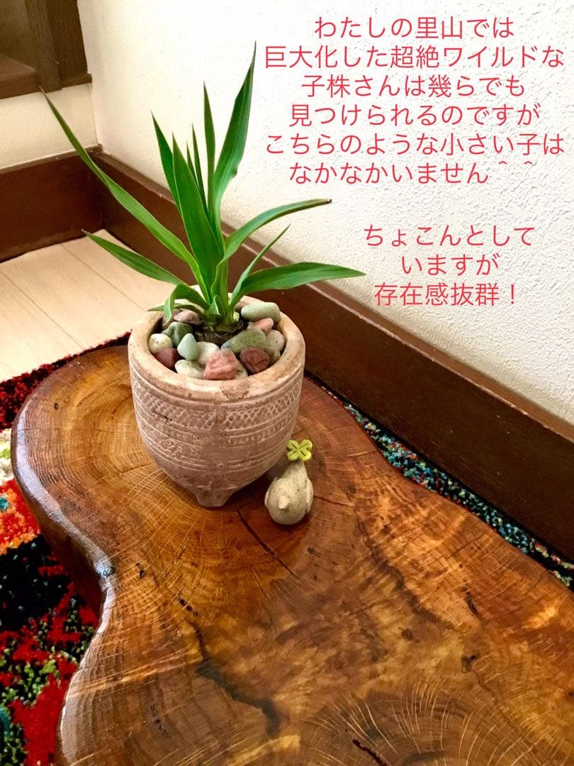 幸運木【森で完全野生化 ユッカ グロリオサ/アツバキミガヨラン】インド鉢植え＊小