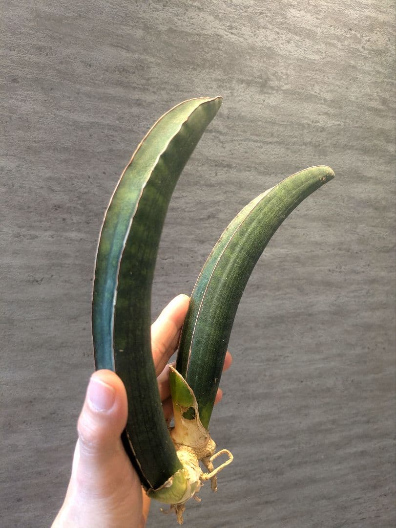 サンスベリア　サイナスシ　ミオルム　ジンバブエ　多肉植物　ロリダ　ユーフォルビア