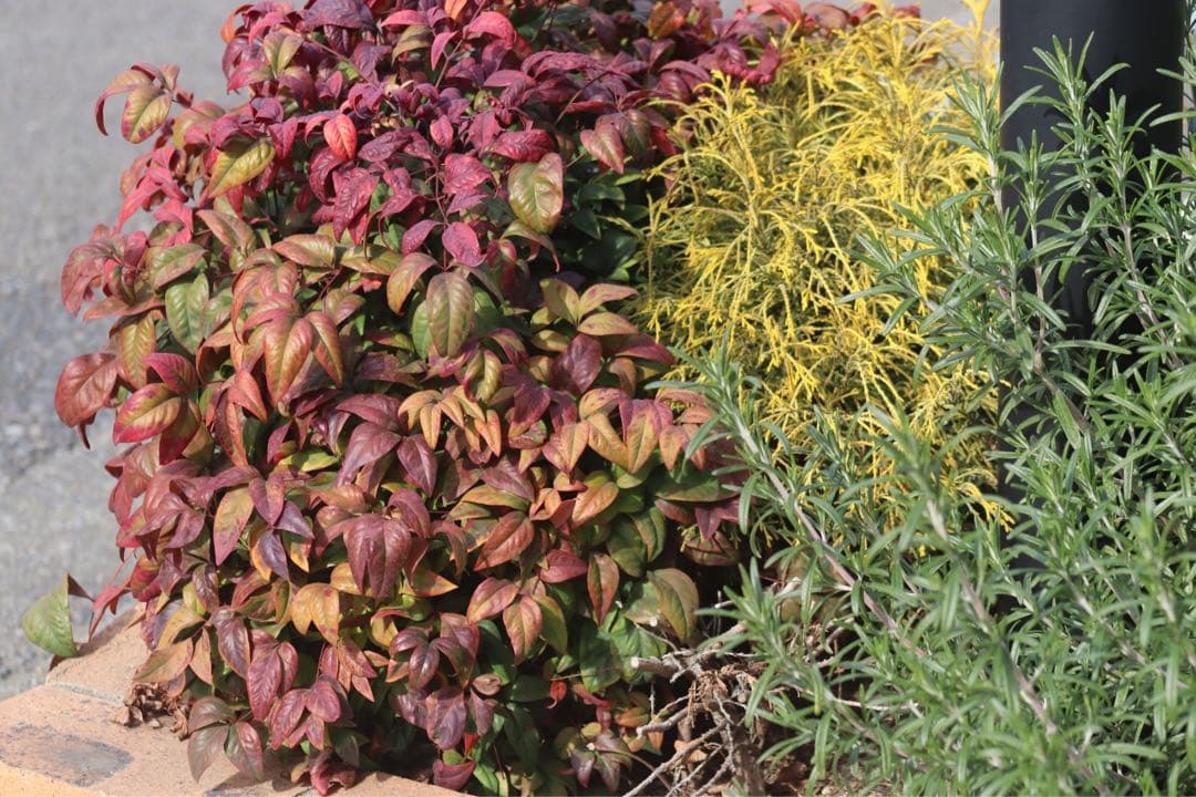 超望遠レンズ❤️Canon EOS Kiss X9i ダブルレンズセット　一眼レフ