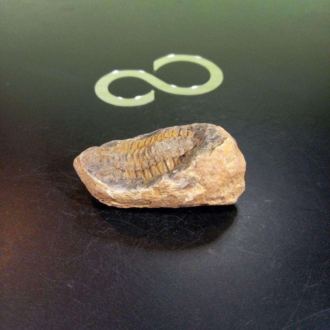 三葉虫　化石　fossil　ボリビア産　トライロバイト　三葉虫個体③