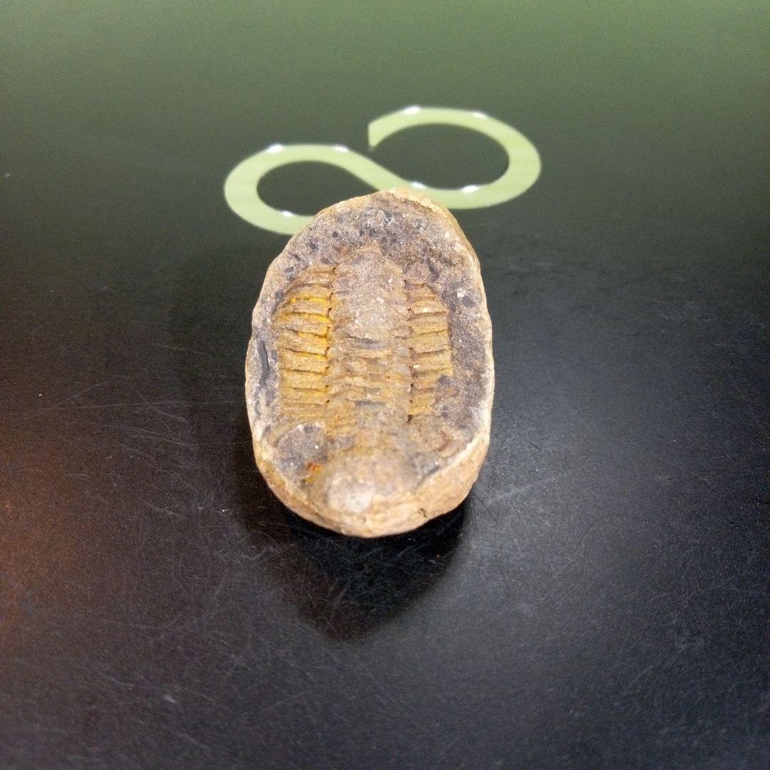 三葉虫　化石　fossil　ボリビア産　トライロバイト　三葉虫個体③