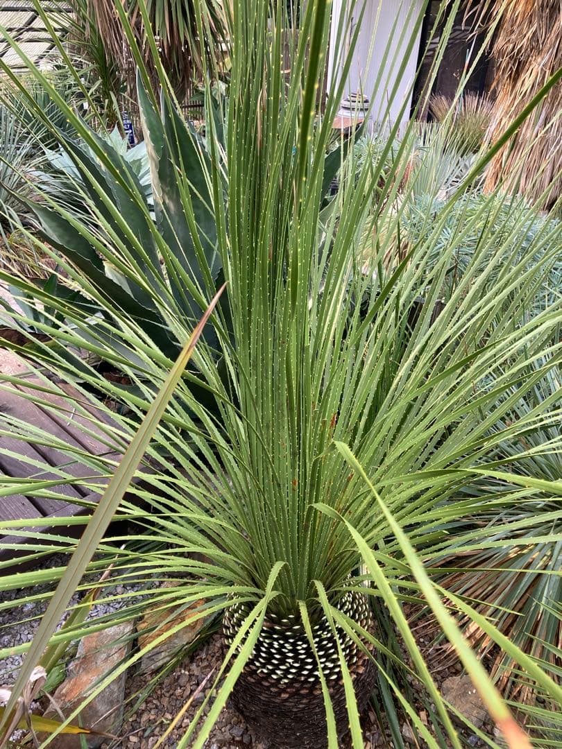 耐寒性！ダシリリオン　ミキワネンシス大株◇ドライガーデン南国ロストラータ　ユッカ