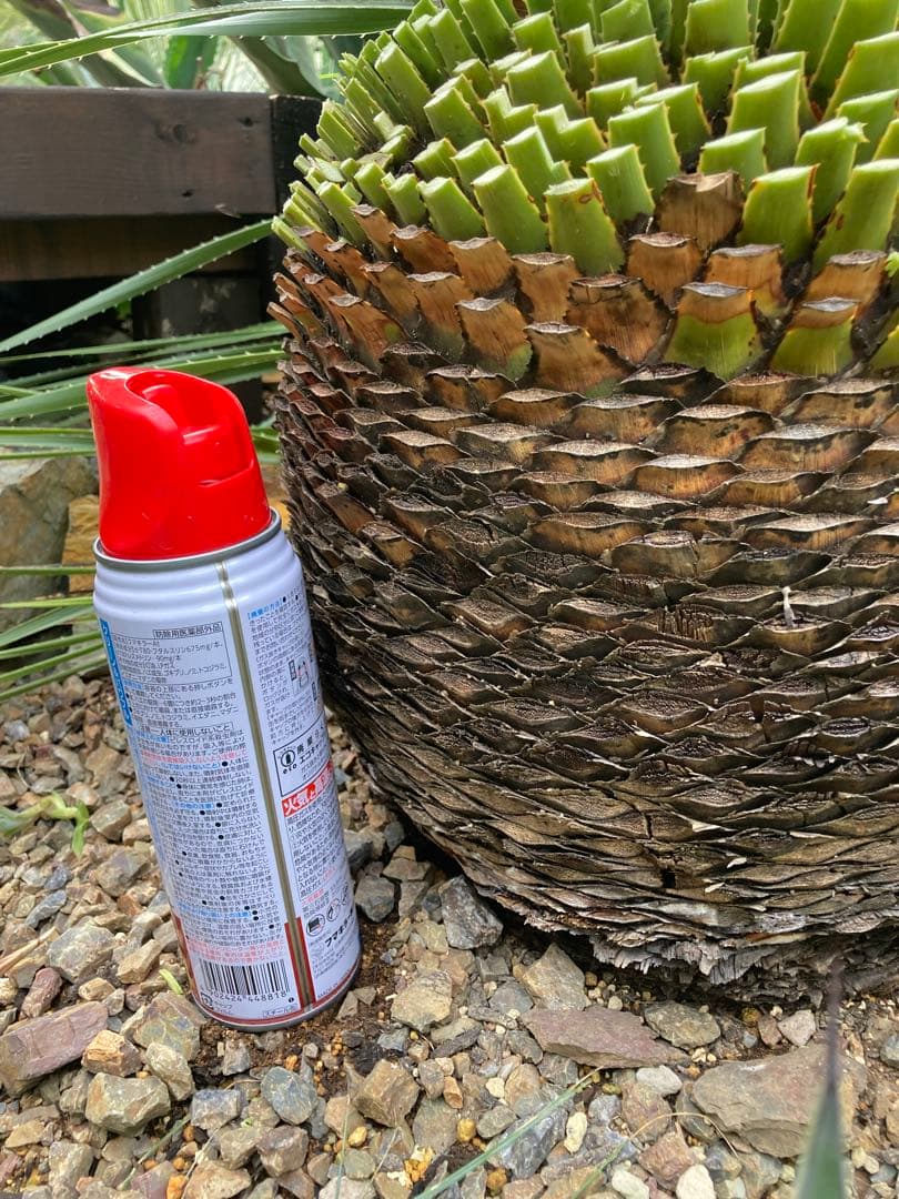 耐寒性！ダシリリオン　ミキワネンシス大株◇ドライガーデン南国ロストラータ　ユッカ