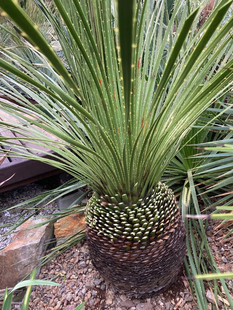 耐寒性！ダシリリオン　ミキワネンシス大株◇ドライガーデン南国ロストラータ　ユッカ