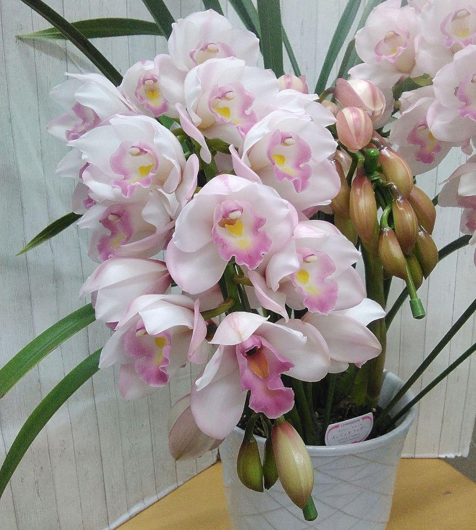 現品　シンピジュウム　エンジェルフェザー　花4本立　アーチ仕立て　陶器鉢