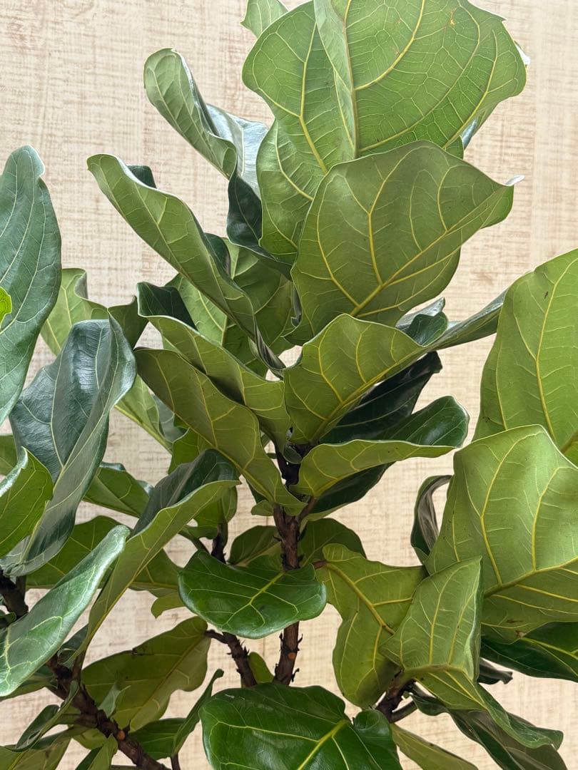 ☆ フィカス•バンビーノ♪10号 幹太 142cm 大葉 リビングサイズ♪