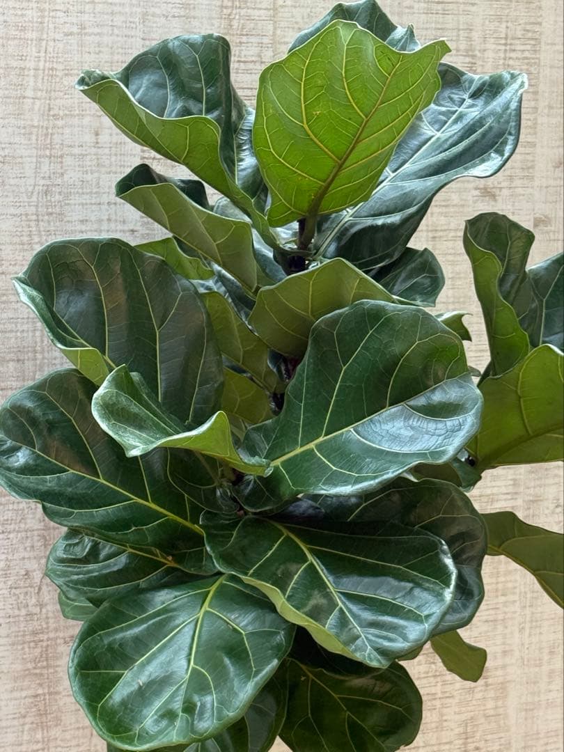 ☆ フィカス•バンビーノ♪10号 幹太 142cm 大葉 リビングサイズ♪