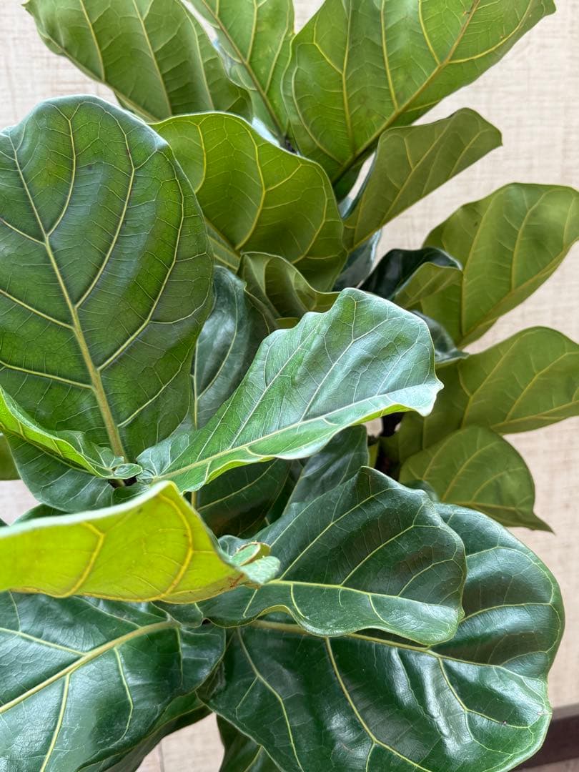 ☆ フィカス•バンビーノ♪10号 幹太 142cm 大葉 リビングサイズ♪