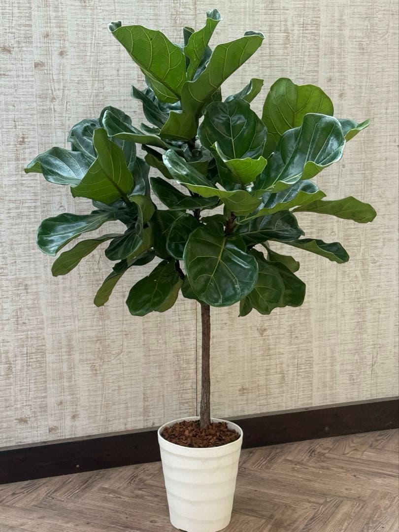 ☆ フィカス•バンビーノ♪10号 幹太 142cm 大葉 リビングサイズ♪