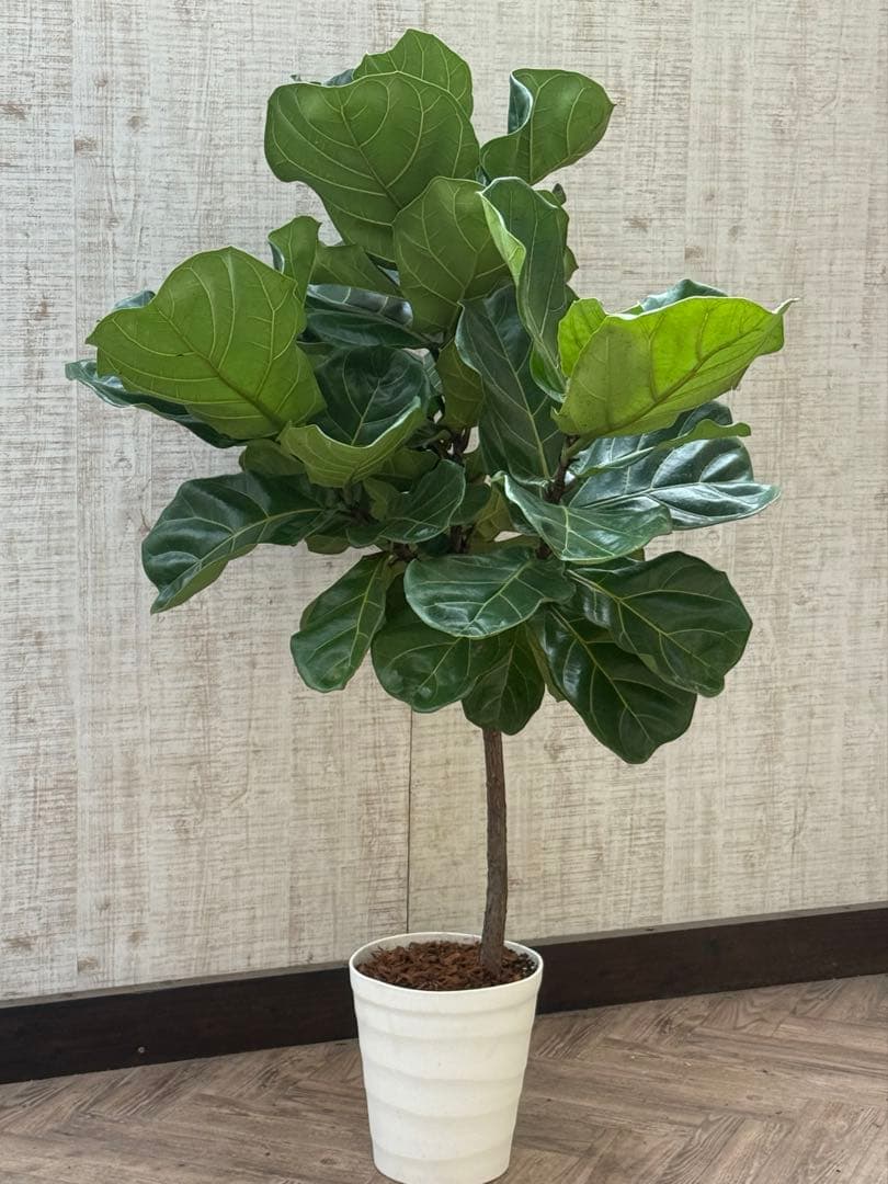 ☆ フィカス•バンビーノ♪10号 幹太 142cm 大葉 リビングサイズ♪