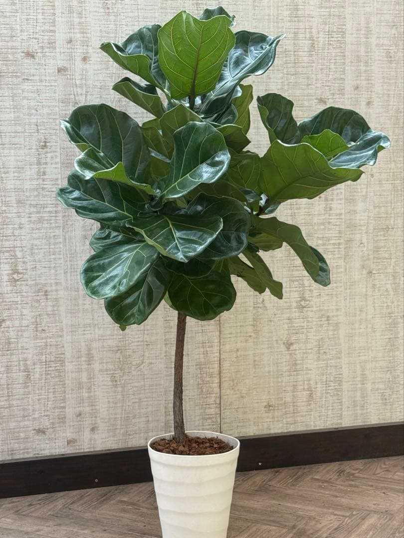 ☆ フィカス•バンビーノ♪10号 幹太 142cm 大葉 リビングサイズ♪