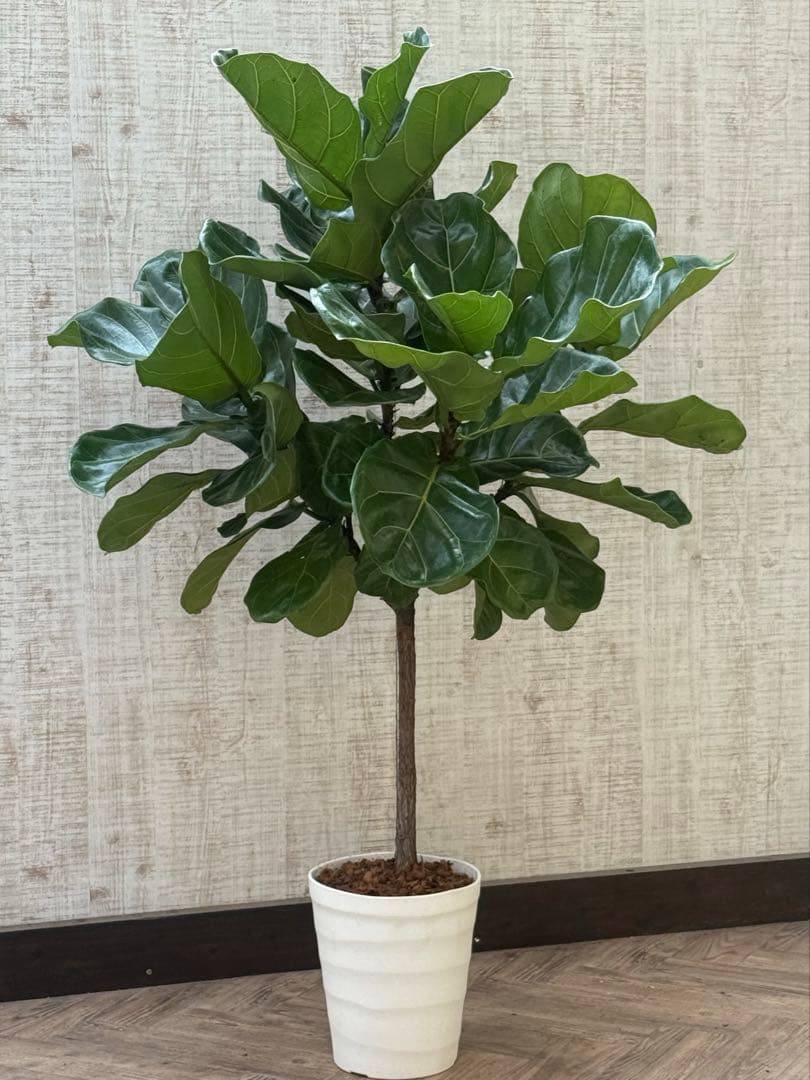 ☆ フィカス•バンビーノ♪10号 幹太 142cm 大葉 リビングサイズ♪