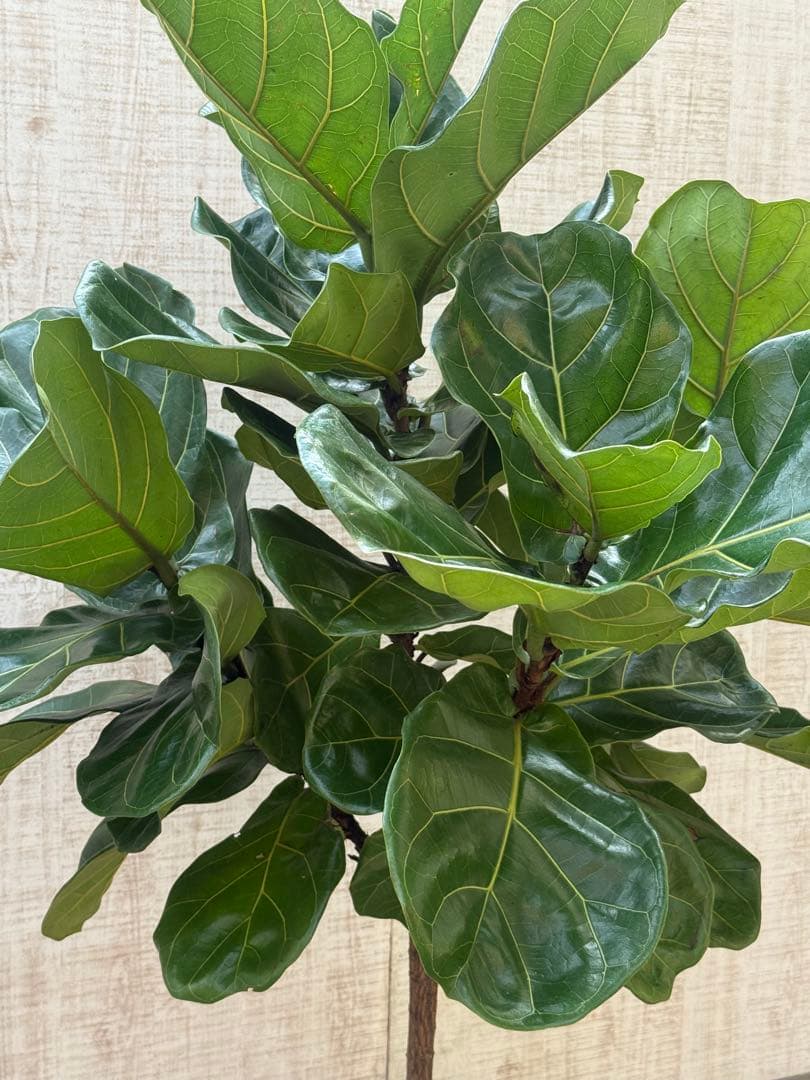 ☆ フィカス•バンビーノ♪10号 幹太 142cm 大葉 リビングサイズ♪