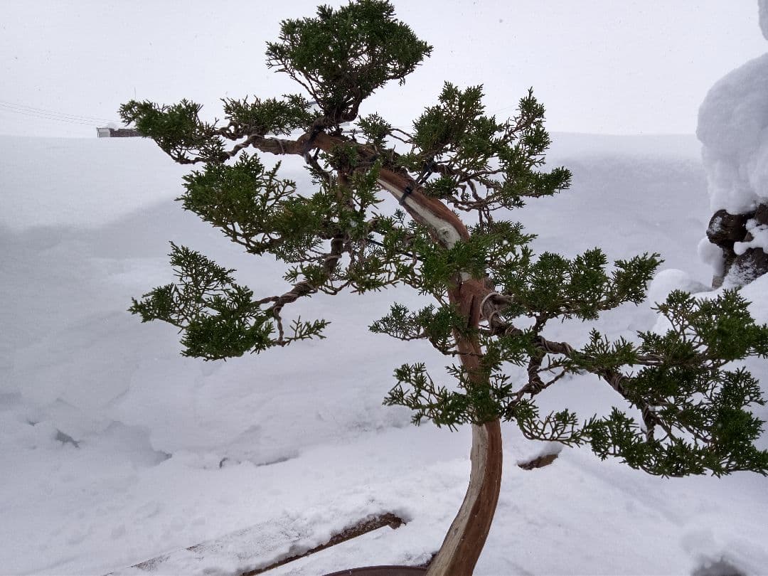 【大品 山採り 真柏盆栽】　　　　　　　⭕デカイ⁉️木製梱包発送～