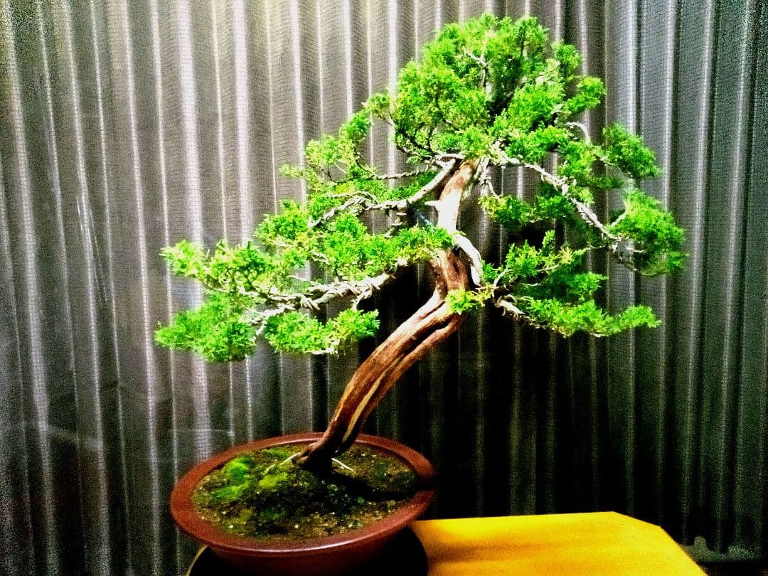 【大品 山採り 真柏盆栽】　　　　　　　⭕デカイ⁉️木製梱包発送～