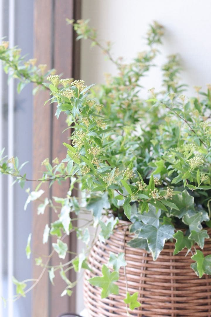 ふわっと枝垂れる❤︎一面の白小花❤︎コデマリ籠寄せ植え