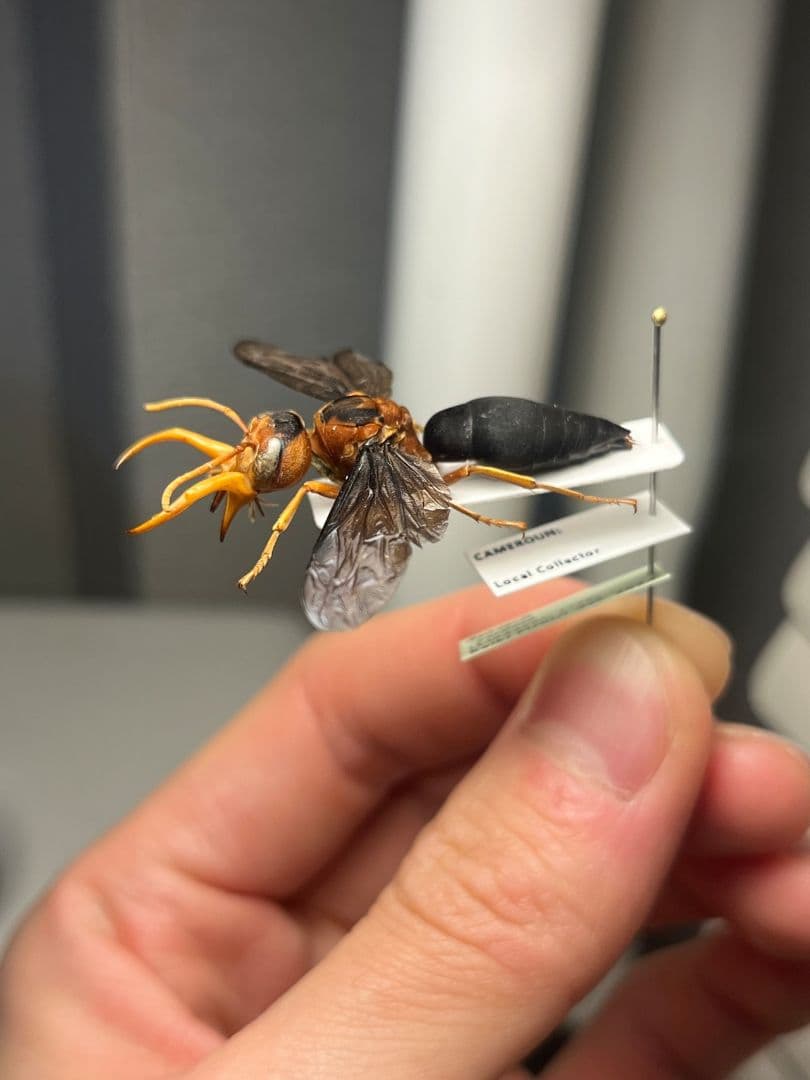 【極美展足】オオキバドロバチ タランチュラホーク バードイータームカデサソリ標本
