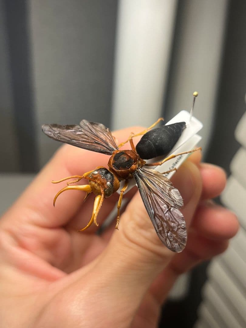 【極美展足】オオキバドロバチ タランチュラホーク バードイータームカデサソリ標本