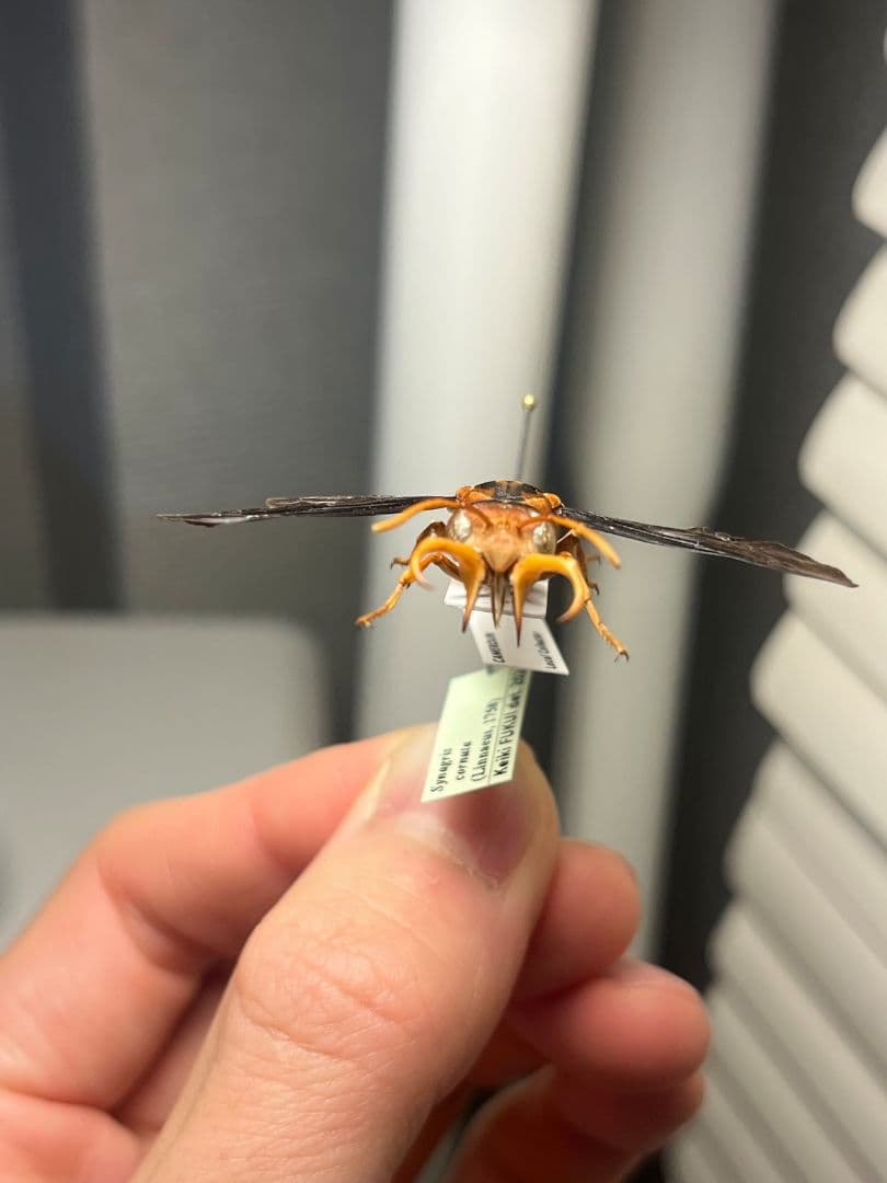【極美展足】オオキバドロバチ タランチュラホーク バードイータームカデサソリ標本