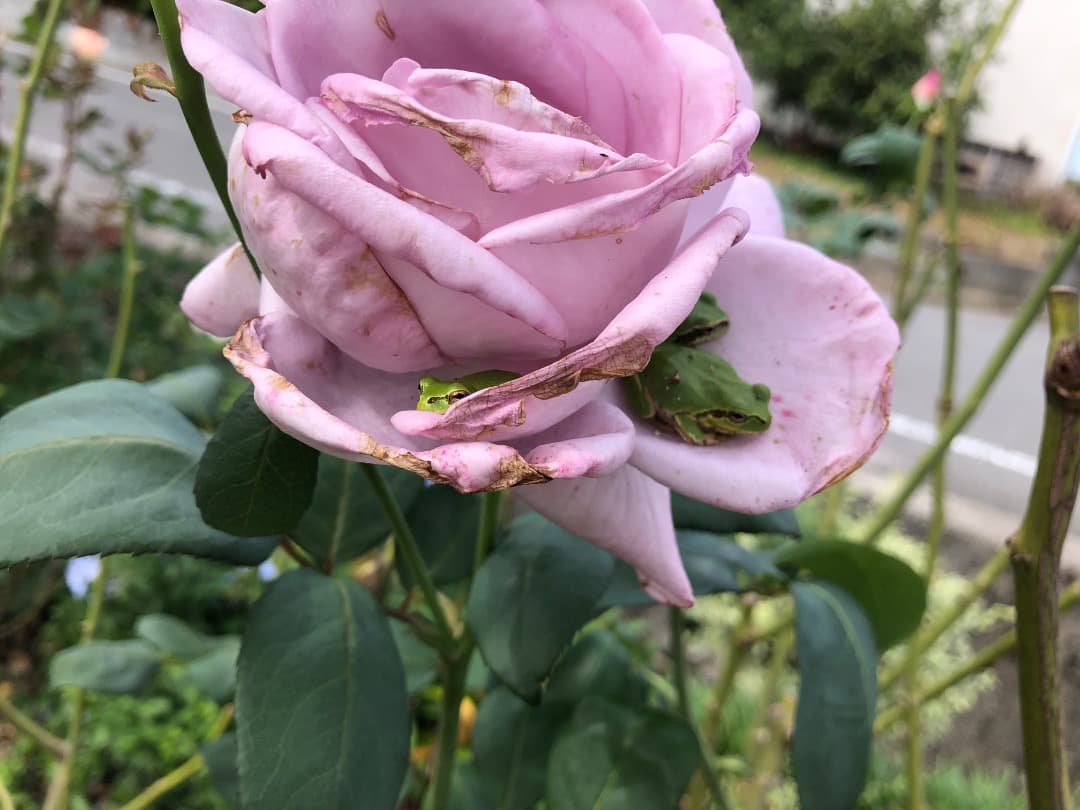 【バラ「超」大苗】　ブルームーン