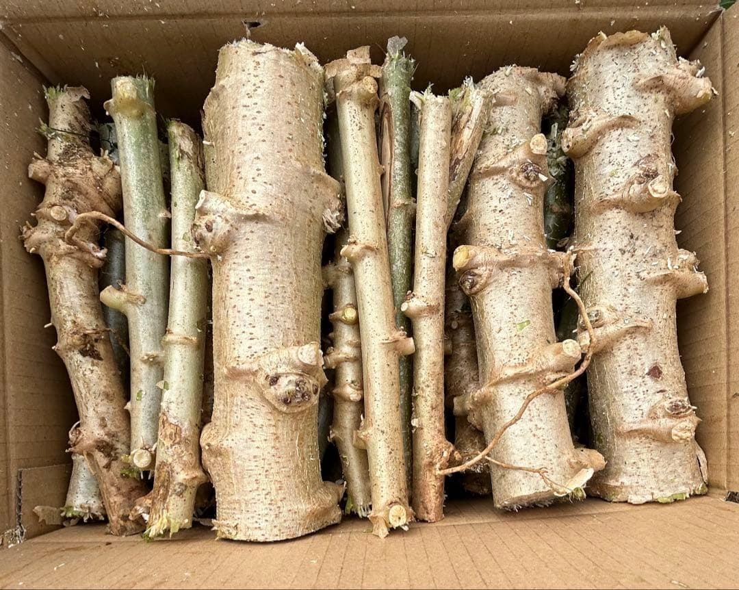 官能的な旨味と甘味。超高級★キャッサバ・ゴールドSS★挿し木枝。60サイズ箱満杯