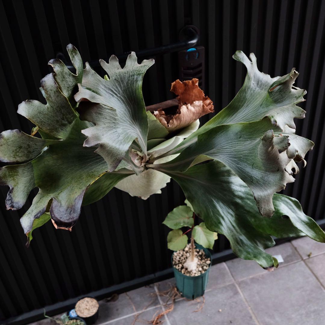 現品親株　大株　ビカクシダ　ヒリー　クンポンKhunphon OC yot#14