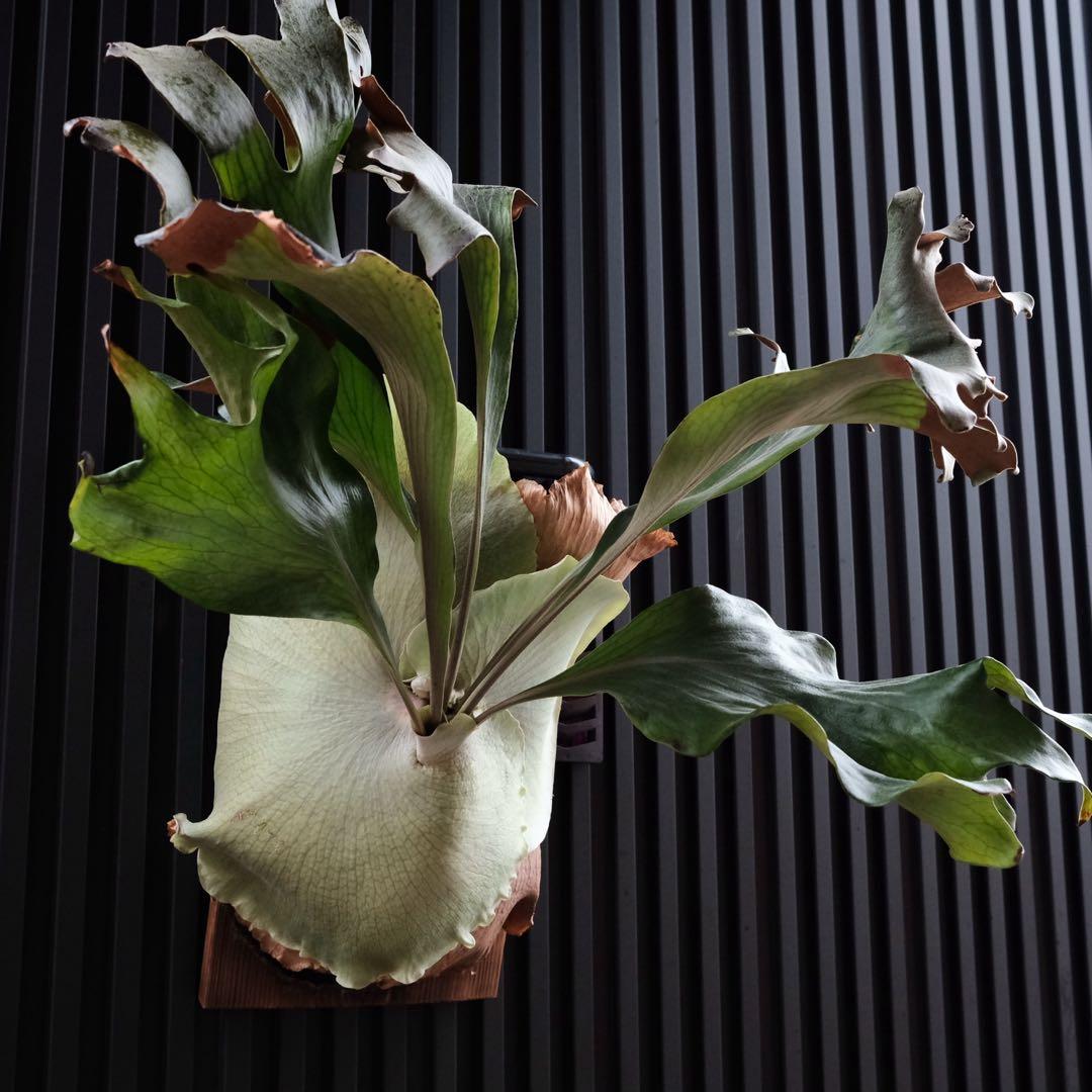 現品親株　大株　ビカクシダ　ヒリー　クンポンKhunphon OC yot#14