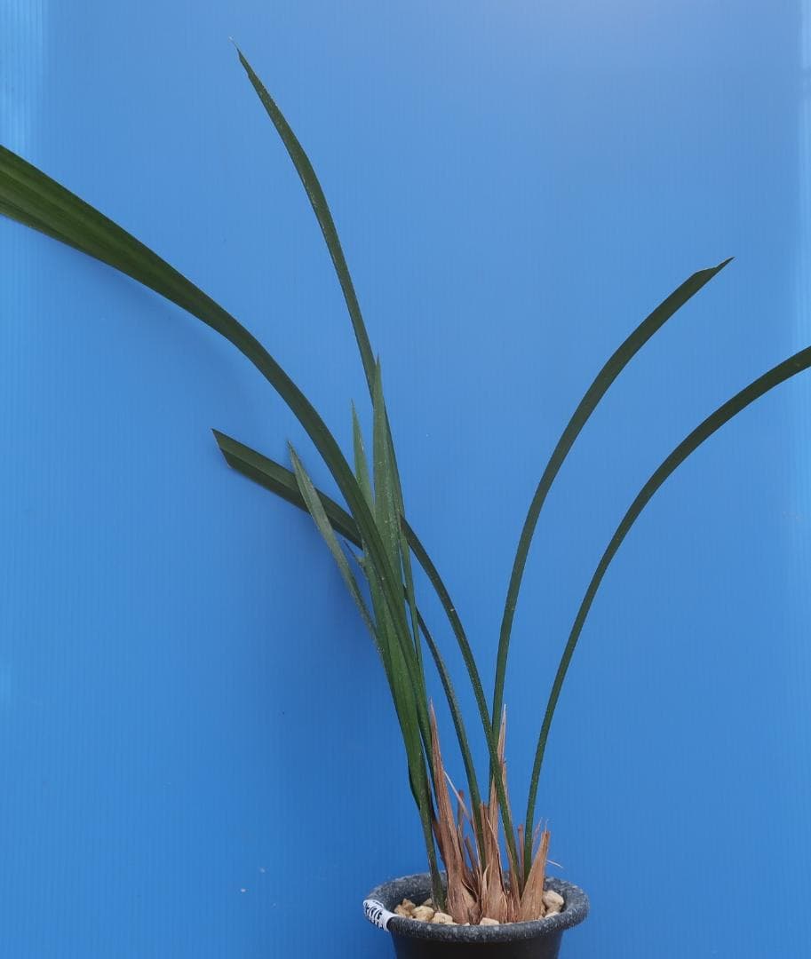 寒蘭-26122-5H4　38　土佐茜雲×力王