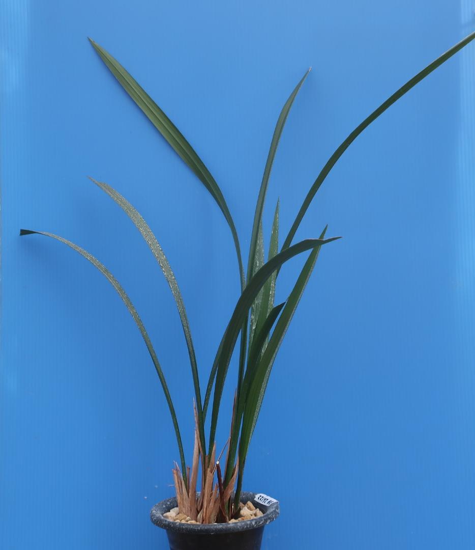 寒蘭-26122-5H4　38　土佐茜雲×力王