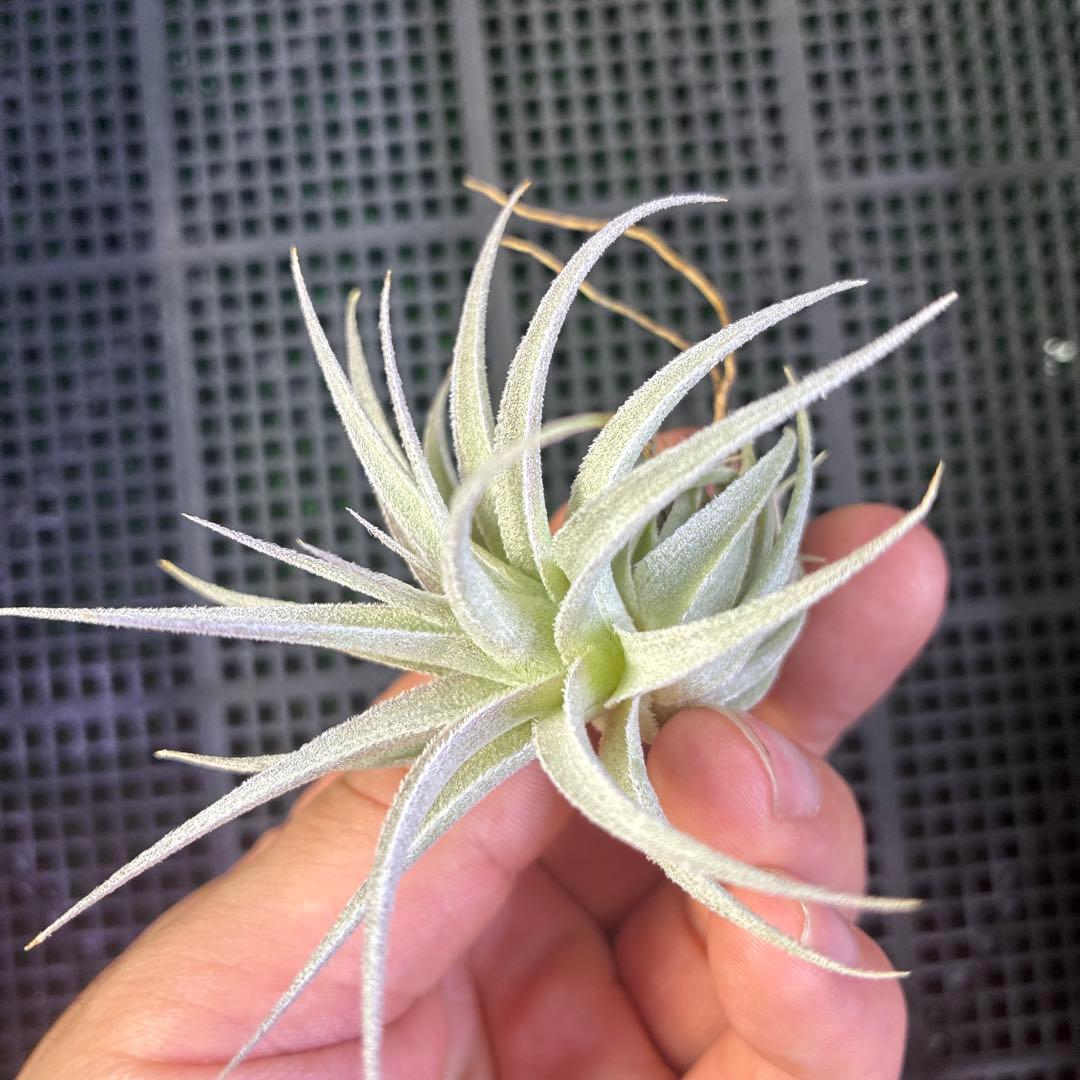 ブロメリア・エアープランツ Tillandsia gardneri var. rupicola