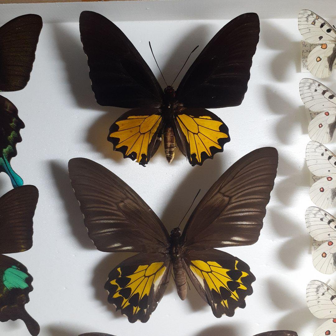 蝶標本　トリバネアゲハ、オオルリアゲハなど19種37頭　大型ドイツ標本箱２箱入り