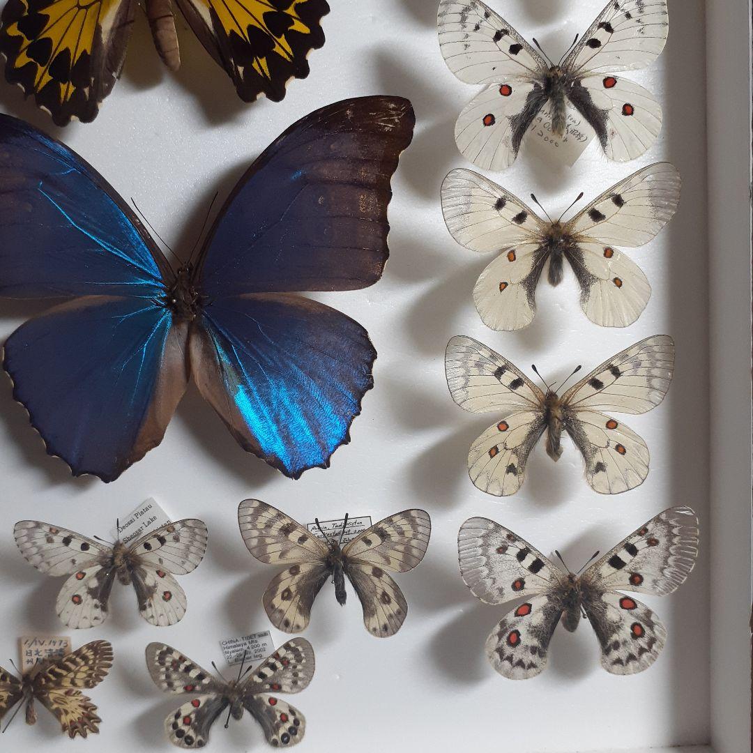蝶標本　トリバネアゲハ、オオルリアゲハなど19種37頭　大型ドイツ標本箱２箱入り