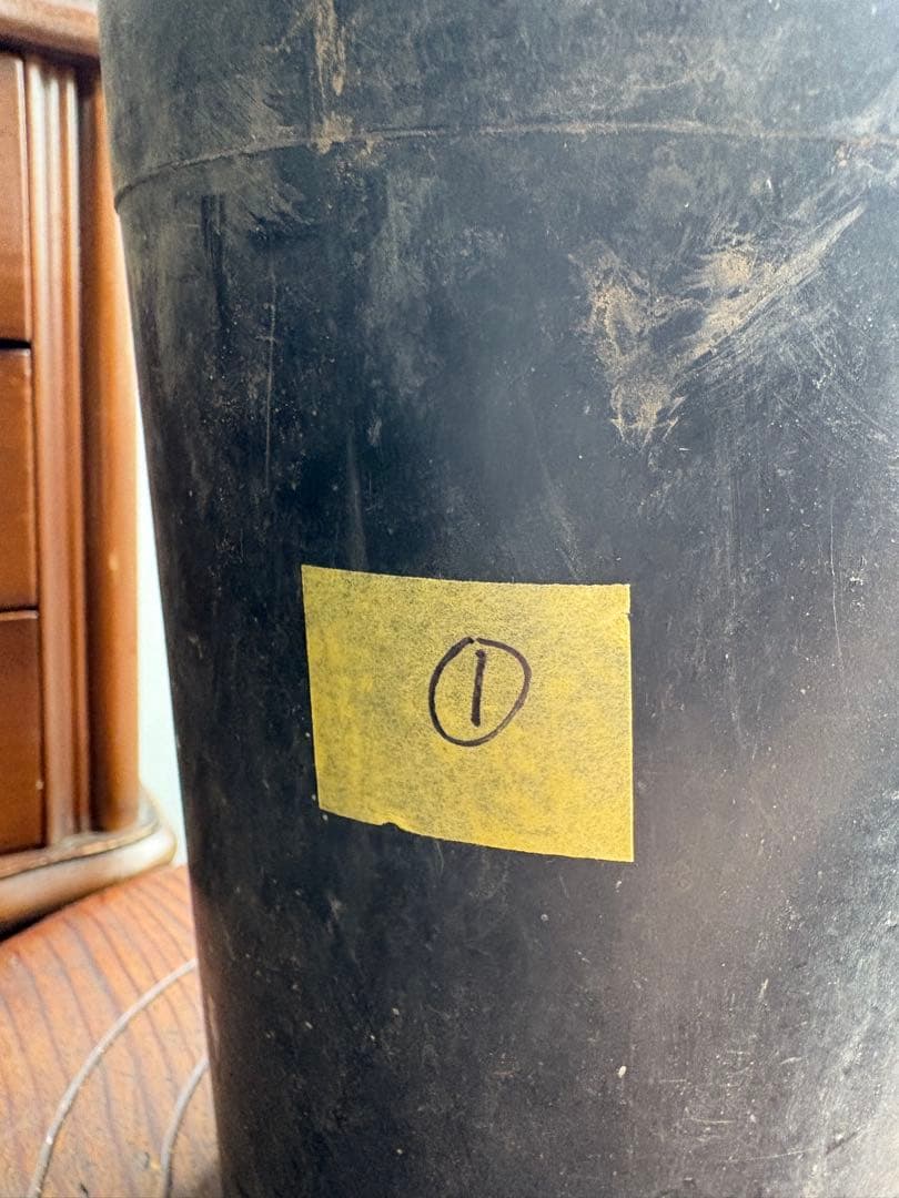 フィカス　クリシュナ　5号鉢　①