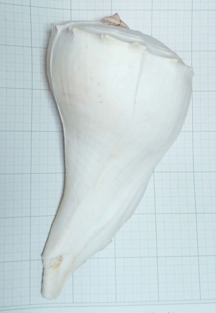 サカマキボラ
