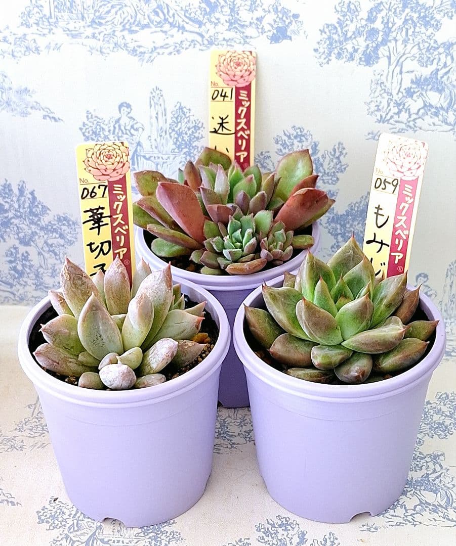 華切子迷いの森もみじ飴3点セット札付きポットごとおらいさん苗バラ売り不可