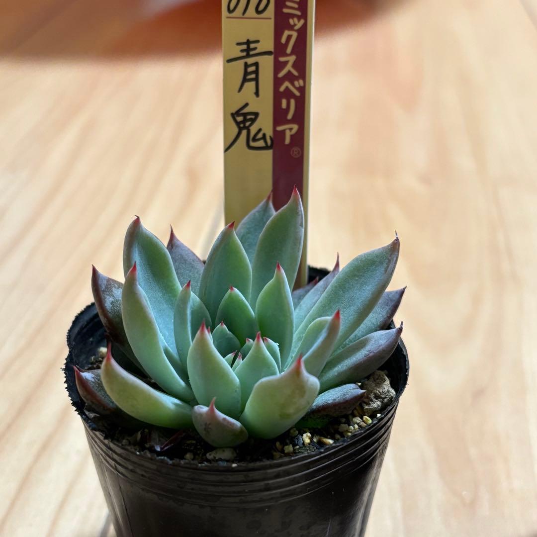 はるち　おらいさん苗 ミックスベリア 青鬼 と桜鬼2セット札付き 多肉植物