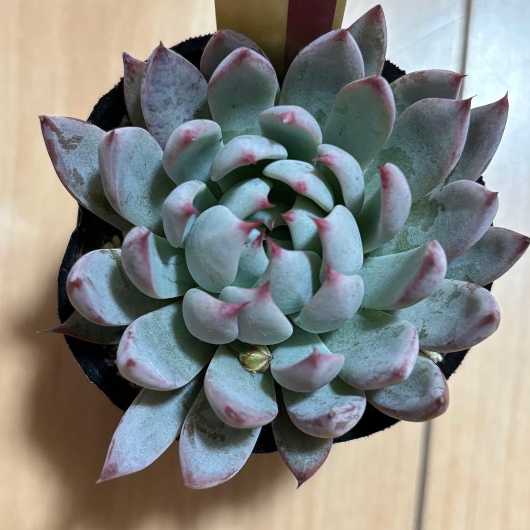 はるち　おらいさん苗 ミックスベリア 青鬼 と桜鬼2セット札付き 多肉植物