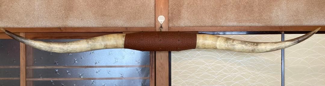 希少　テキサスロングホーン角　200㎝　オーナメント　壁掛け飾り　アメリカン雑貨