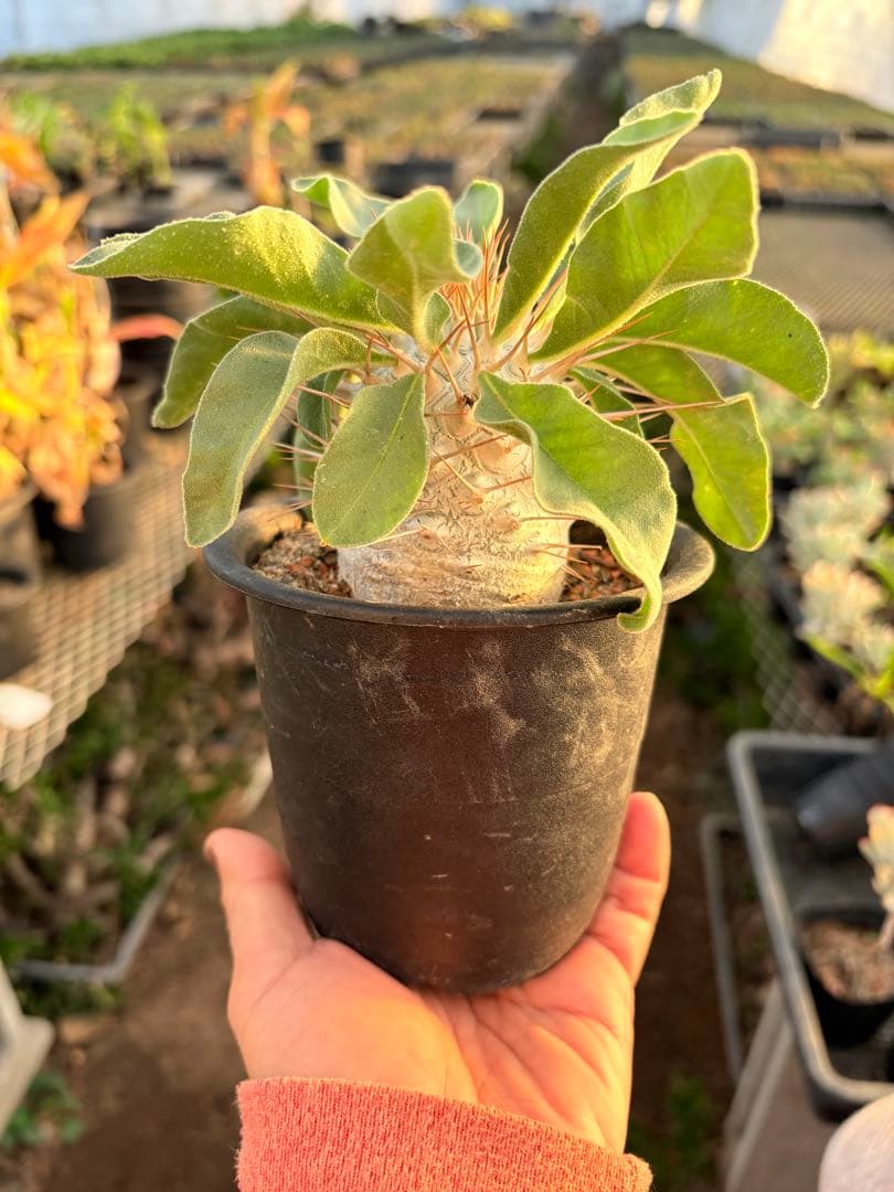 パキポディウム ナマクアナム 光堂　国内実生　美株