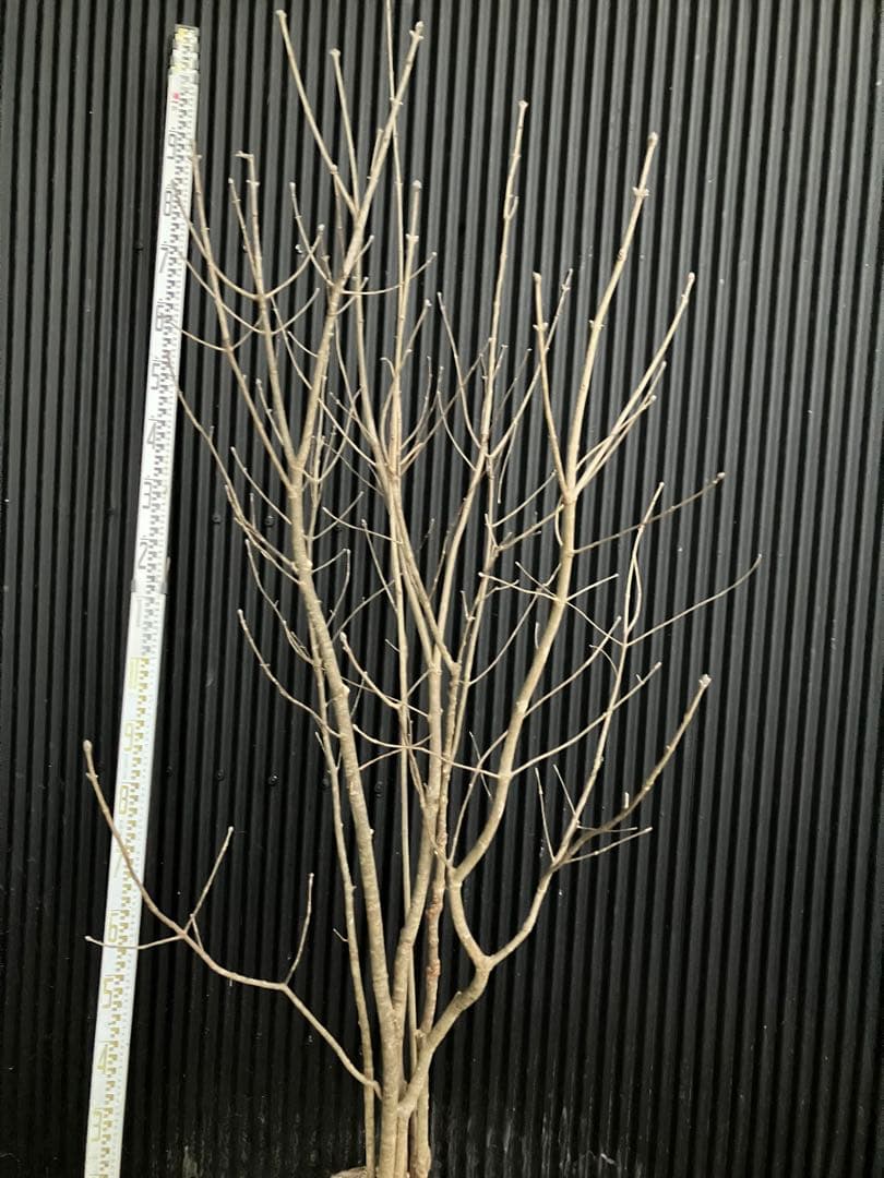 バヤシ 山採り　アオダモ　j