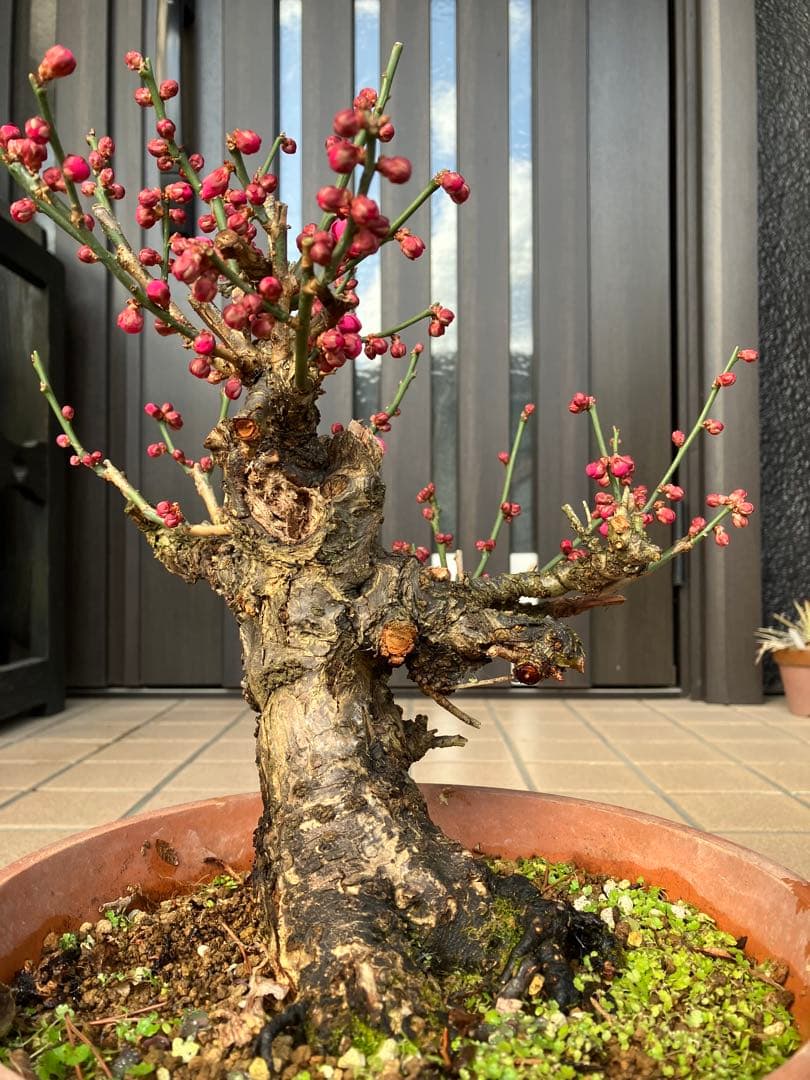 緋梅盆栽　超極太　樹齢30年位　★超大特価 滅多に出ない極上品 早いもの勝ち★