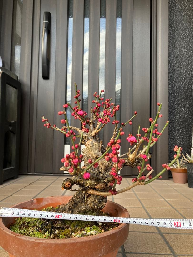 緋梅盆栽　超極太　樹齢30年位　★超大特価 滅多に出ない極上品 早いもの勝ち★