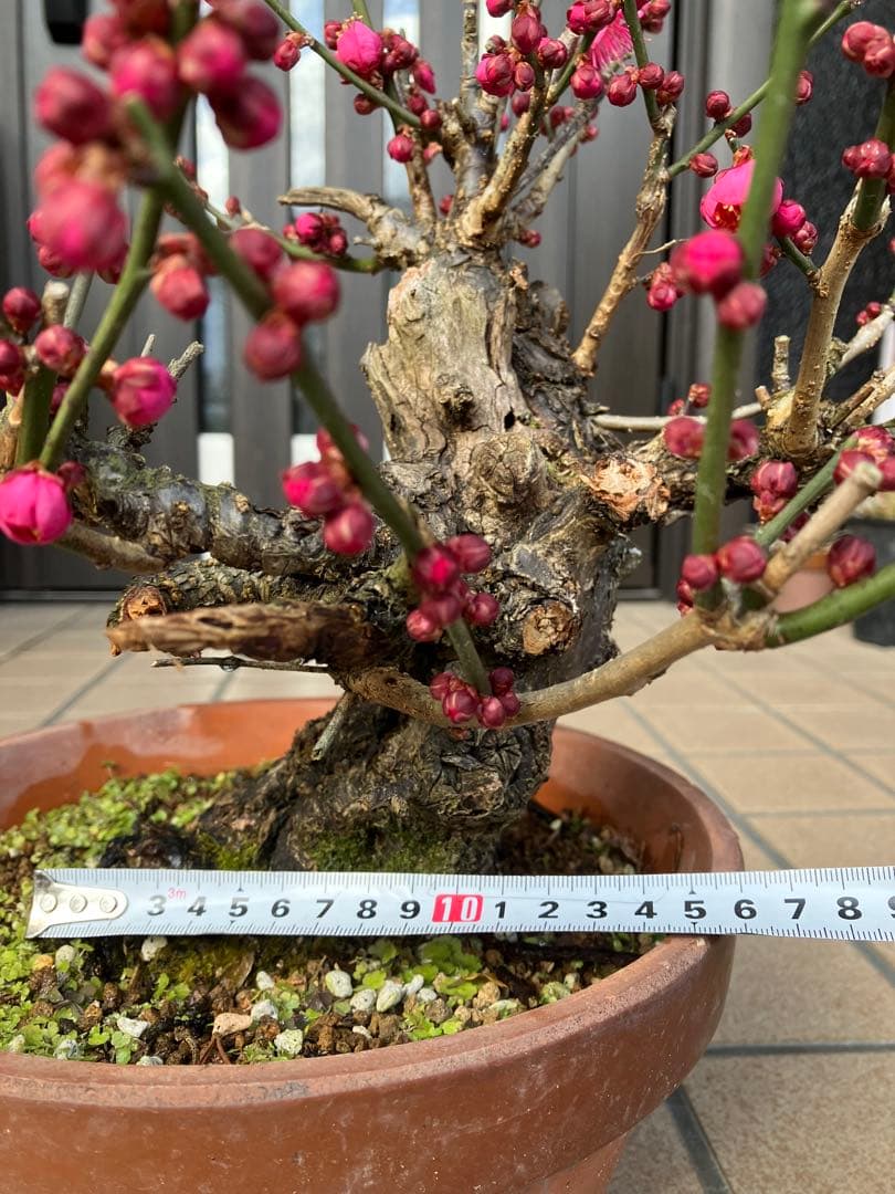 緋梅盆栽　超極太　樹齢30年位　★超大特価 滅多に出ない極上品 早いもの勝ち★