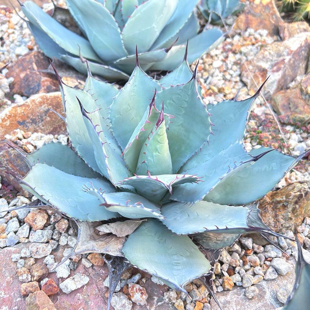 パリー　姫吉祥天　検索　陽炎　オリザバ　リップルエフェクト