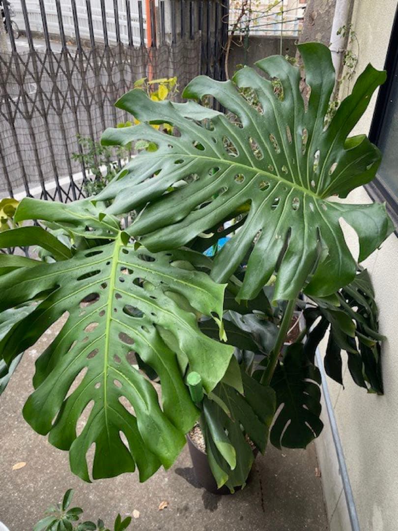 直接引取■巨大な葉のモンステラ・デリシオーサ/葉 60cm/観葉植物/190cm