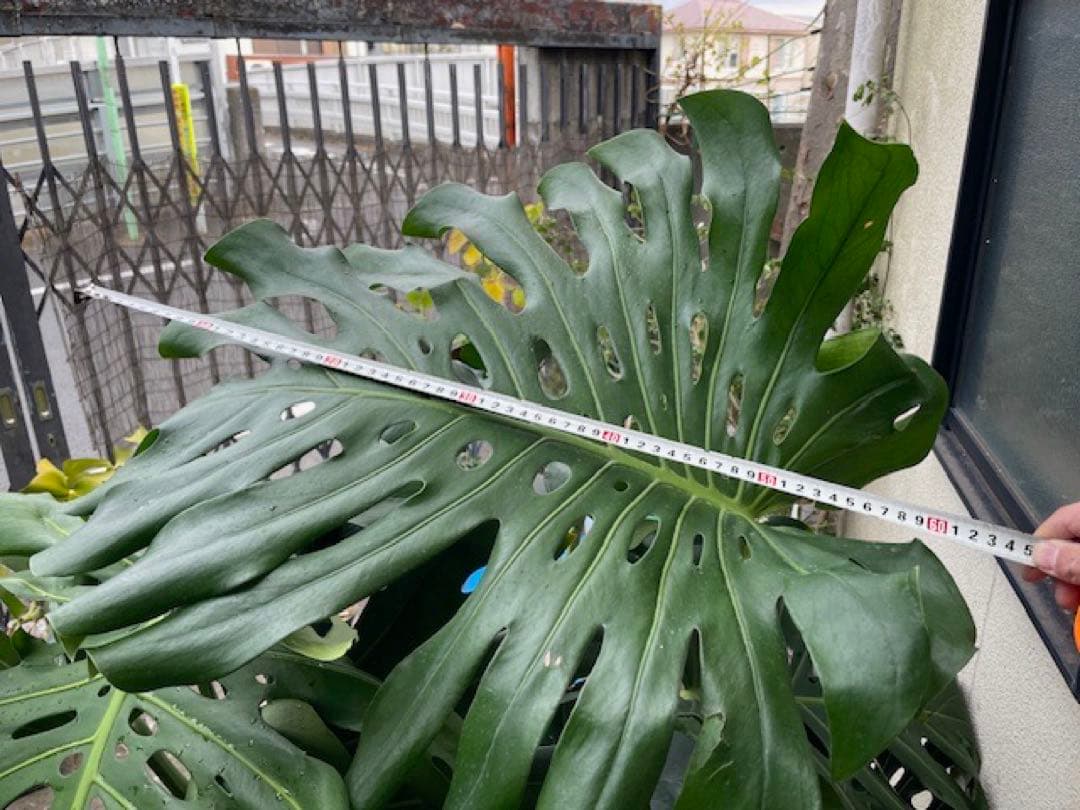直接引取■巨大な葉のモンステラ・デリシオーサ/葉 60cm/観葉植物/190cm