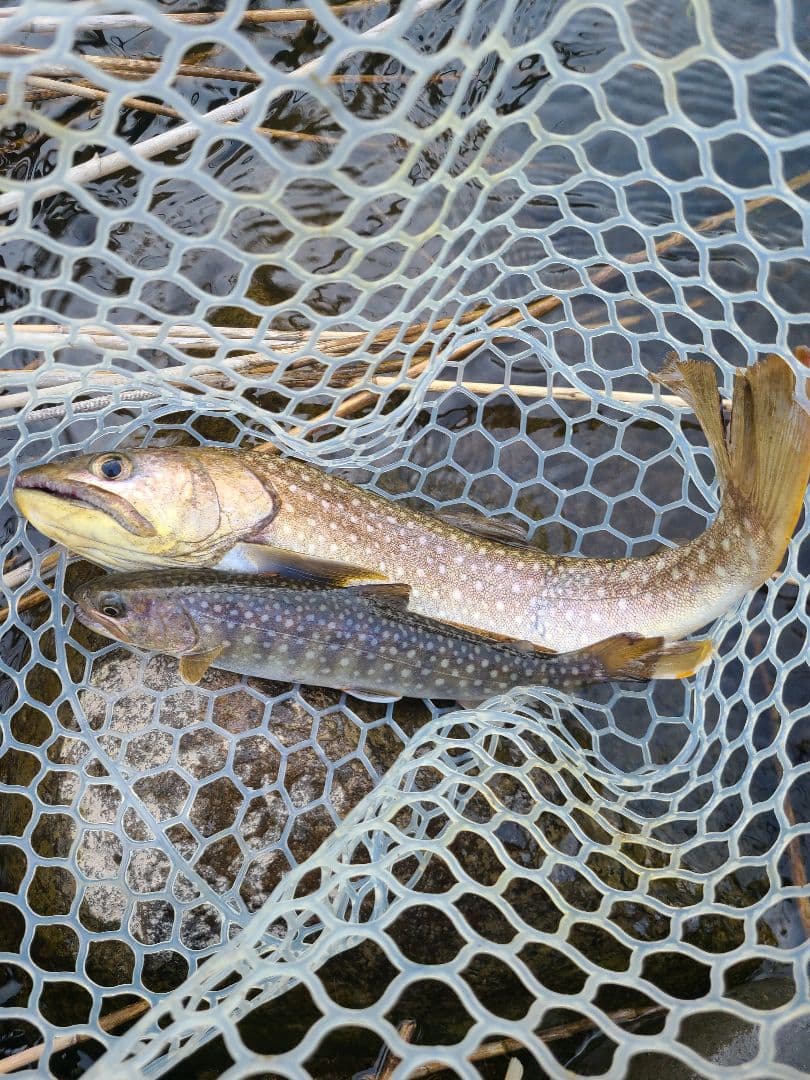 シャンクス専用